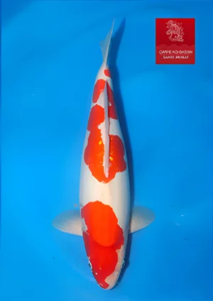 Doitsu-kohaku-sansai-Maruhide-femelle.