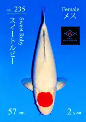 Sakai fish farm tancho kohaku femelle vendu