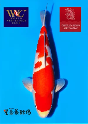 Nisai kohaku Hoshikin mâle WNC 1