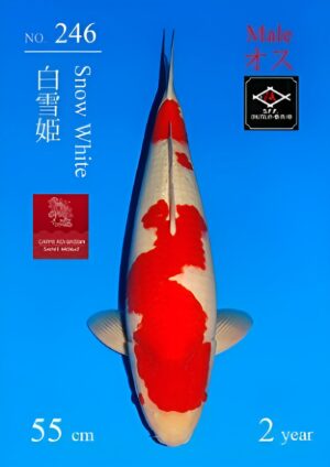 Nisai kohaku Sakai 2