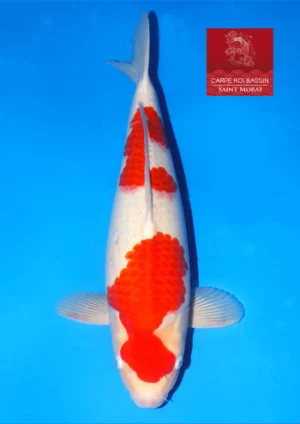 Nisai kohaku femelle Maruhide 53cm