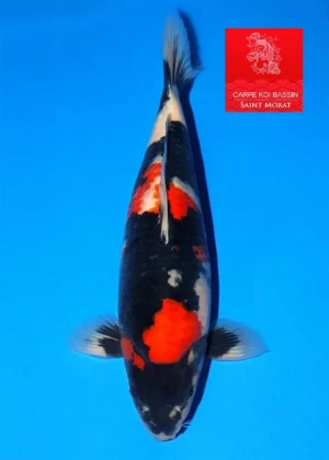 Nisai showa femelle Maruhide