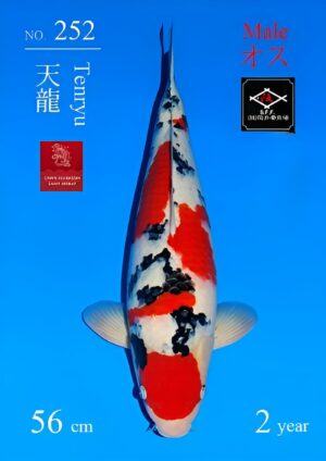 Sakai fish farm nisai sanke 1.-