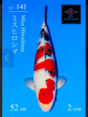 Sakai fish farm sanke nisai 3