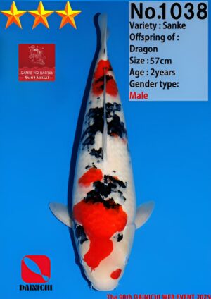 Sanke Dainichi nisai mâle.