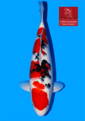 Sanke nisai Femelle Tamaura