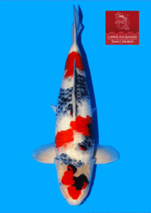 Showa nisai Tamaura mâle