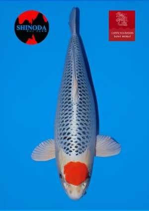 Tancho kujaku sansai femelle Shinoda