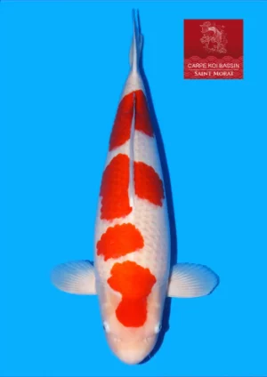 Yonsai kohaku Tamaura femelle