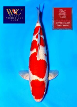 Kohaku nisai Hoshikin mâle WCB 2 vendu