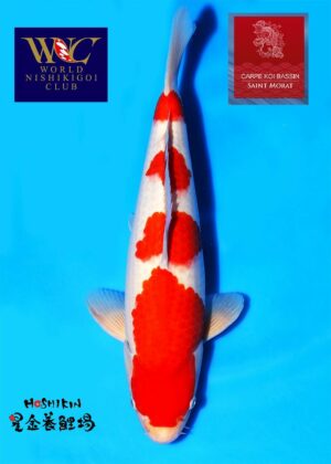 Hoshikin nisai kohaku mâle WCB 3