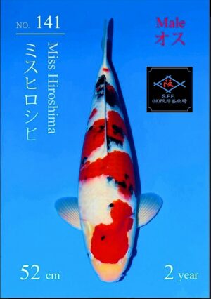 Sakai fish farm sanke nisai 3