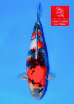 Nisai showa Ooya mâle vendu