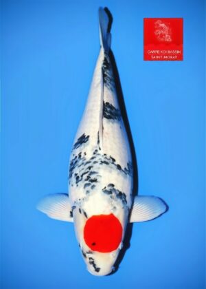 Nisai tancho showa Isa femelle vendu1