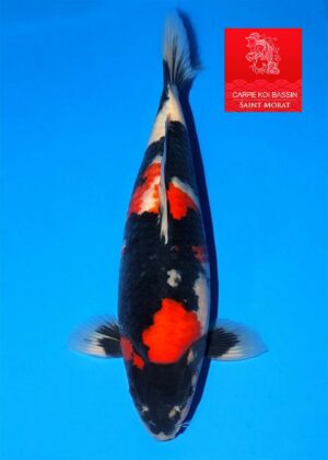 Nisai showa femelle Maruhide