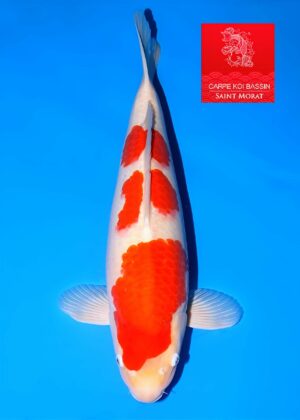 Nisai kohaku femelle Maruhide 53 cm