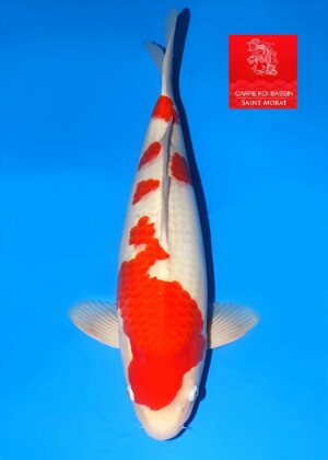 Nisai kohaku femelle Maruhide 51 cm