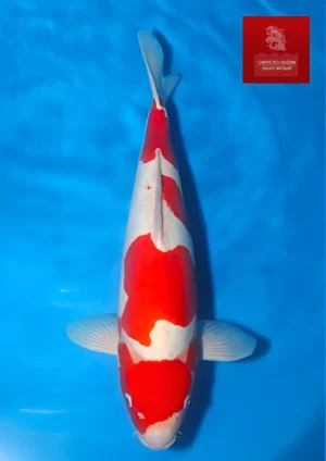 Doitsu-kohaku-Maruhide-femelle