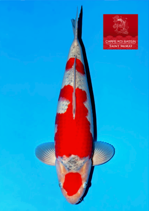 Goshiki sansai Kanno mâle