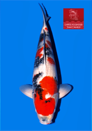 Isa showa nisai mâle