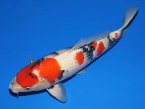 Isa showa nisai mâle côté 1