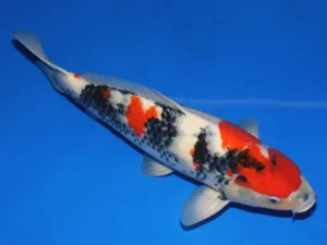 Isa showa nisai mâle côté