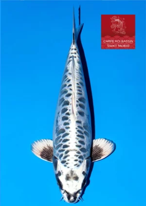 Kikokyryu nisai Igarashi