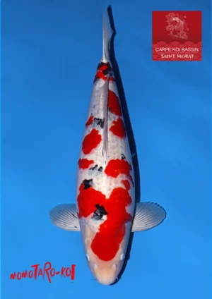 Momotaro sanke mâle sansai