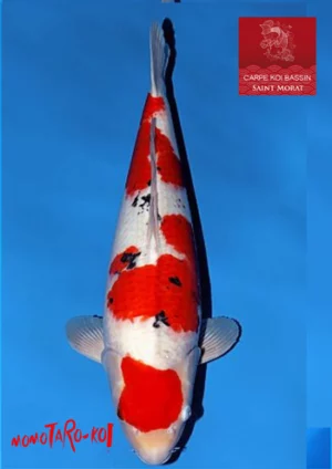 Momotaro sanke nisai femelle