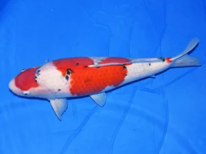 Sanke Taniguchi femelle côté 1