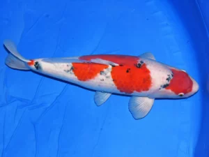 Sanke Taniguchi femelle côté 