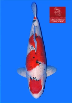 Sanke sansai Taniguchi femelle