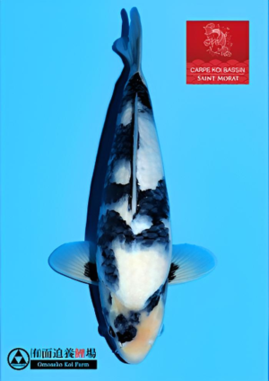 Shiro utsuri nisai mâle Omosako 6