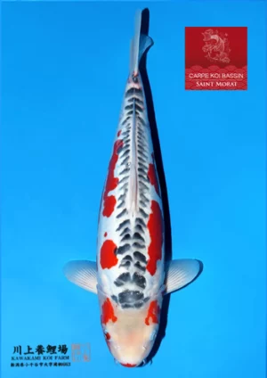 Shushui nisai Kawakami