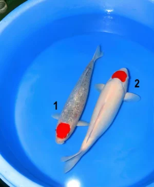 Tancho-kohaku-et-goshiki-Hosokai