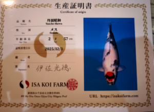 Tancho showa Isa femelle 2