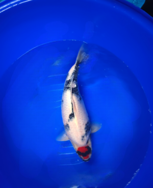 Tancho showa Isa femelle 2 57 CM