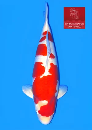Taniguchi kohaku Gosai mâle 75 cm