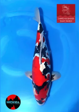 VHQ-Doitsu-showa-nisai-Shinoda