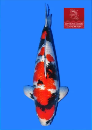 Yonsai showa Taniguchi