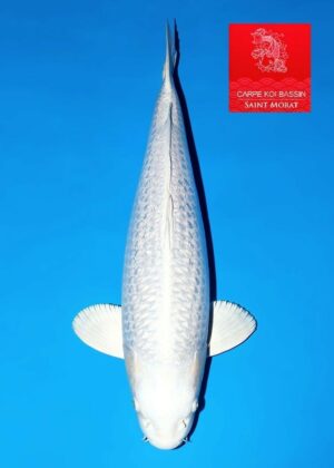 Nisai platinium Sakazume vendu