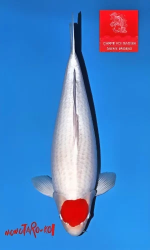 Tancho kohaku nisai Momotaro femelle