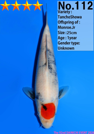 Dainichi 0112 Monroe.Jr tancho showa