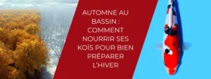 Automne au bassin comment nourrir ses koïs pour bien préparer l’hiver