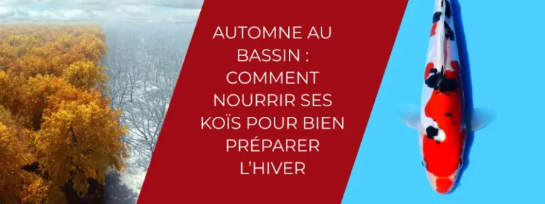 Automne au bassin comment nourrir ses koïs pour bien préparer l’hiver