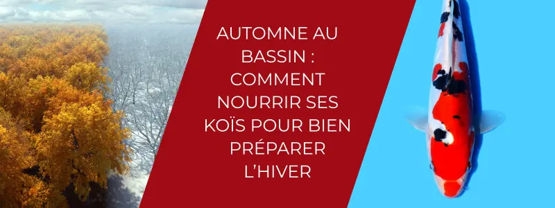 Automne au bassin comment nourrir ses koïs pour bien préparer l’hiver