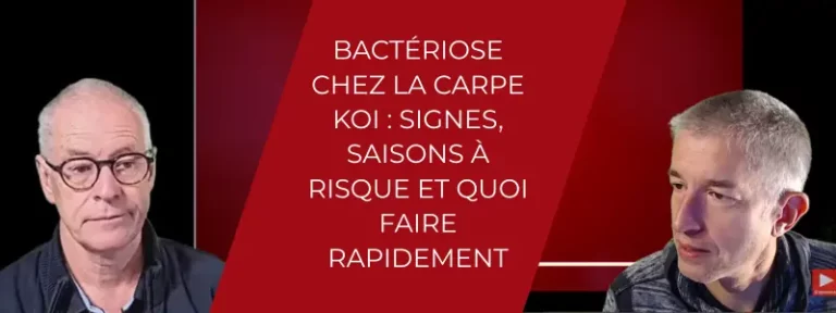 Bactériose chez la carpe koi signes, saisons à risque et quoi faire rapidement