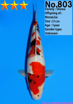 Dainichi tosai kohaku789