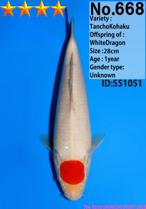 Dainichi 0668_28cm_WhiteDragon