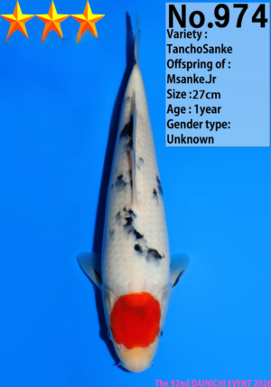 Dainichi 0974_27cm_Msanke.Jr_